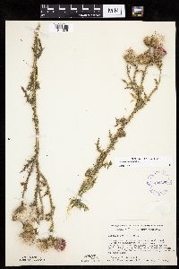 Carduus acanthoides image