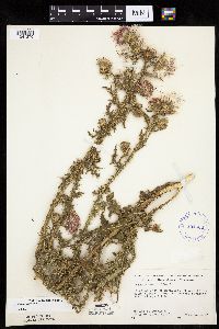 Carduus acanthoides image