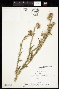 Carduus acanthoides image