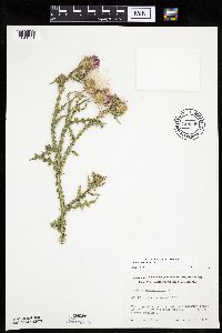Carduus acanthoides image
