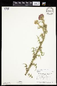 Carduus acanthoides image