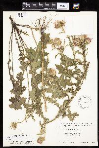 Carduus acanthoides image