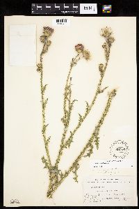 Carduus acanthoides image