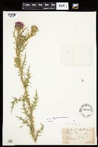 Carduus acanthoides image