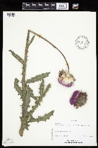 Carduus nutans image