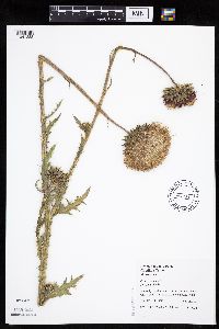 Carduus nutans image