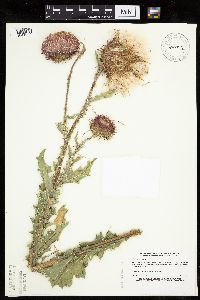 Carduus nutans image