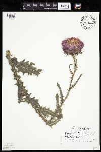 Carduus nutans image