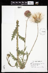 Carduus nutans image
