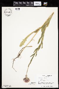 Carduus nutans image