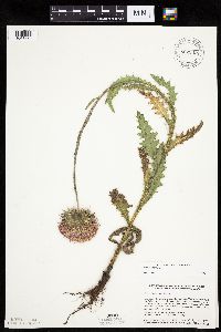 Carduus nutans image