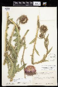 Carduus nutans image