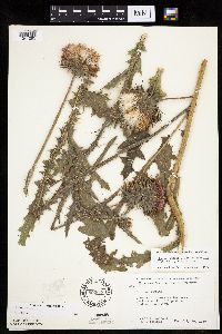 Carduus nutans image