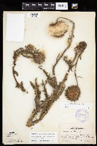 Carduus nutans image