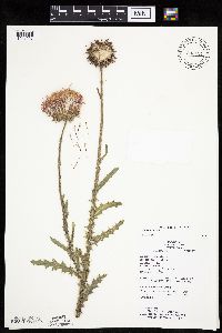 Carduus nutans image