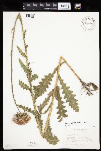 Carduus nutans image