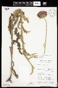 Carduus nutans image