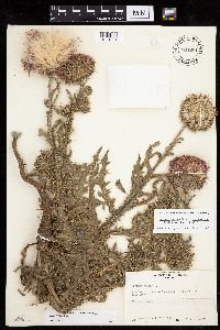 Carduus nutans image