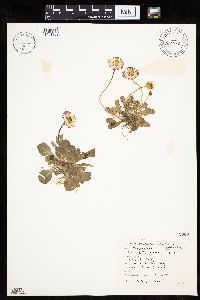 Bellis perennis image