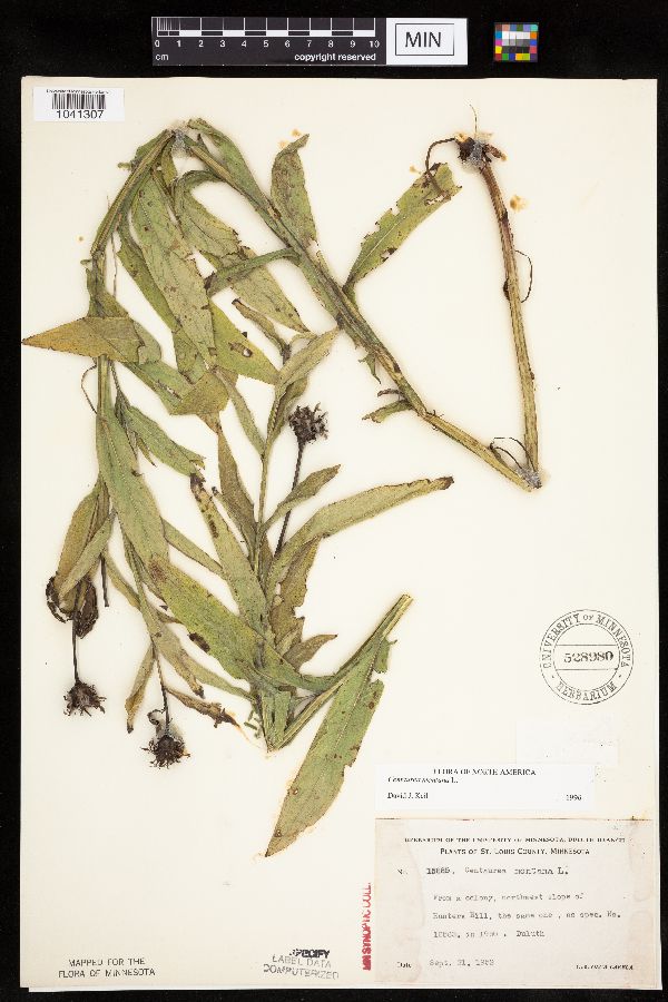 Centaurea montana image