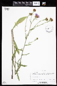 Centaurea phrygia image