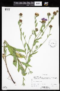 Centaurea x moncktonii image