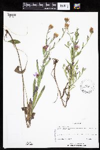 Centaurea x moncktonii image