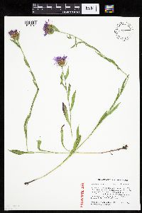 Centaurea x moncktonii image