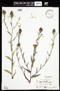 Centaurea x moncktonii image