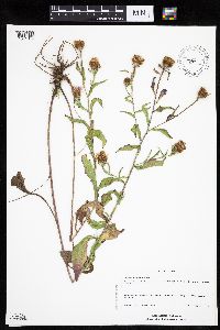 Centaurea x moncktonii image