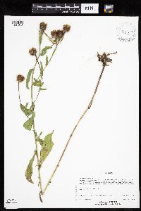 Centaurea phrygia image