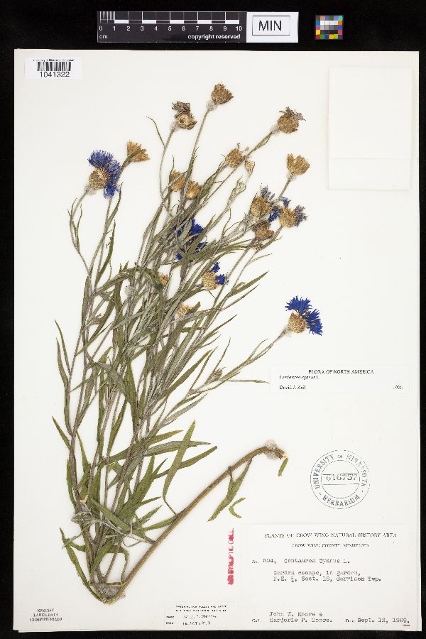 Centaurea cyanus image