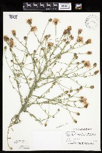 Centaurea stoebe image