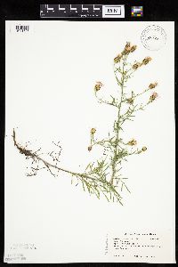 Centaurea stoebe image