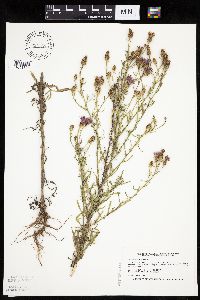 Centaurea stoebe image