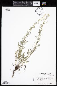 Centaurea stoebe image