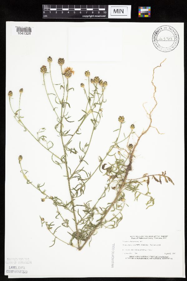 Centaurea stoebe image