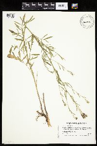 Centaurea stoebe image