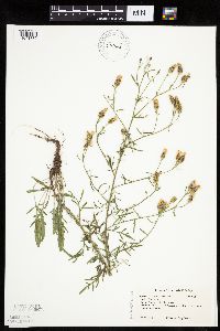 Centaurea stoebe image