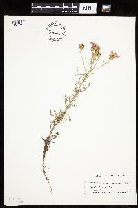 Centaurea stoebe image