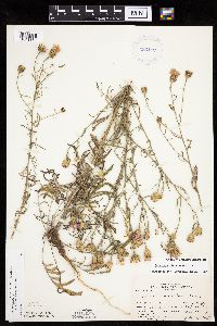Centaurea stoebe image