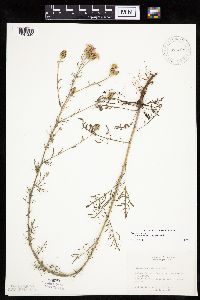Centaurea stoebe image