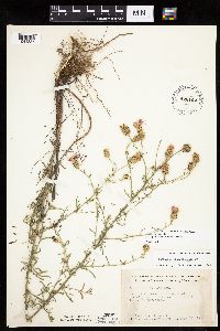 Centaurea stoebe image