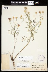 Centaurea stoebe image