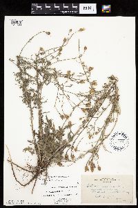 Centaurea stoebe image