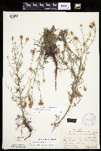 Centaurea stoebe image