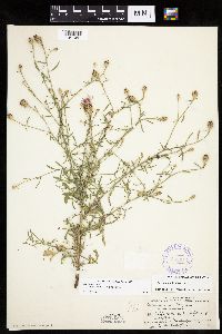 Centaurea stoebe image