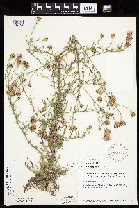 Centaurea stoebe image