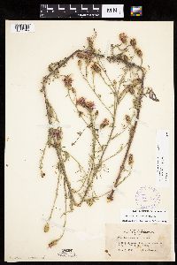 Centaurea stoebe image