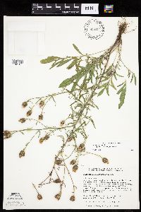 Centaurea stoebe image